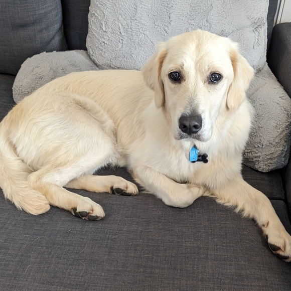 ✨🐾Pet friendly seller 🐾✨ - Picture 9 of 10